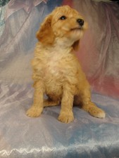 Male Bichon Poodle Puppy for sale #3 Born February 5, 2012